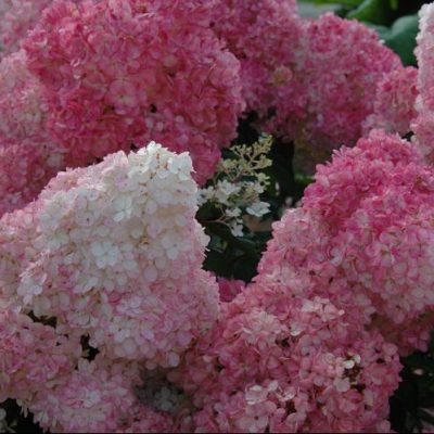Vanilla Strawberry™ Hydrangea (Hydrangea paniculata 'Renhy') - 3 gallon 12" HEAD