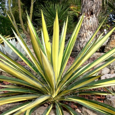 Variegated Adam's Needle (Yucca filamentosa 'Color Guard') - 2 gallon