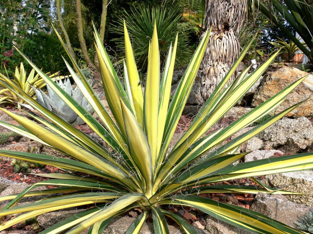 Variegated Adam's Needle (Yucca filamentosa 'Color Guard') - QT
