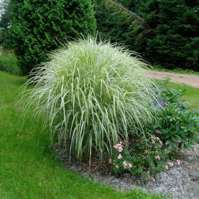 Variegated Maiden Grass (Miscanthus sinensis 'Variegata') - 1 gallon
