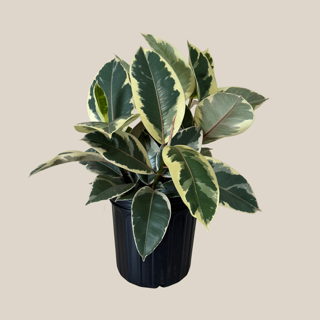 Variegated Rubber Tree (Ficus Elastica 'Tineke') - 8 Inch Indoor Houseplant