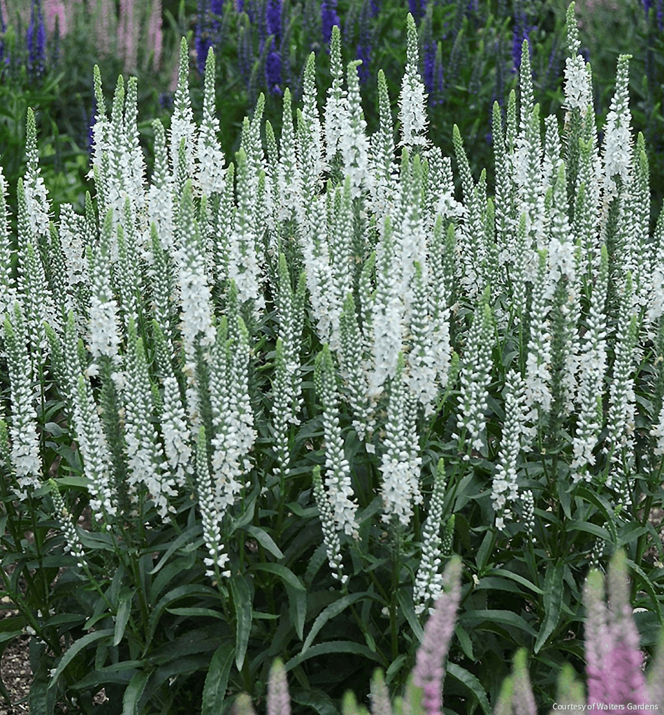 Veronica Magic Show® 'White Wands'