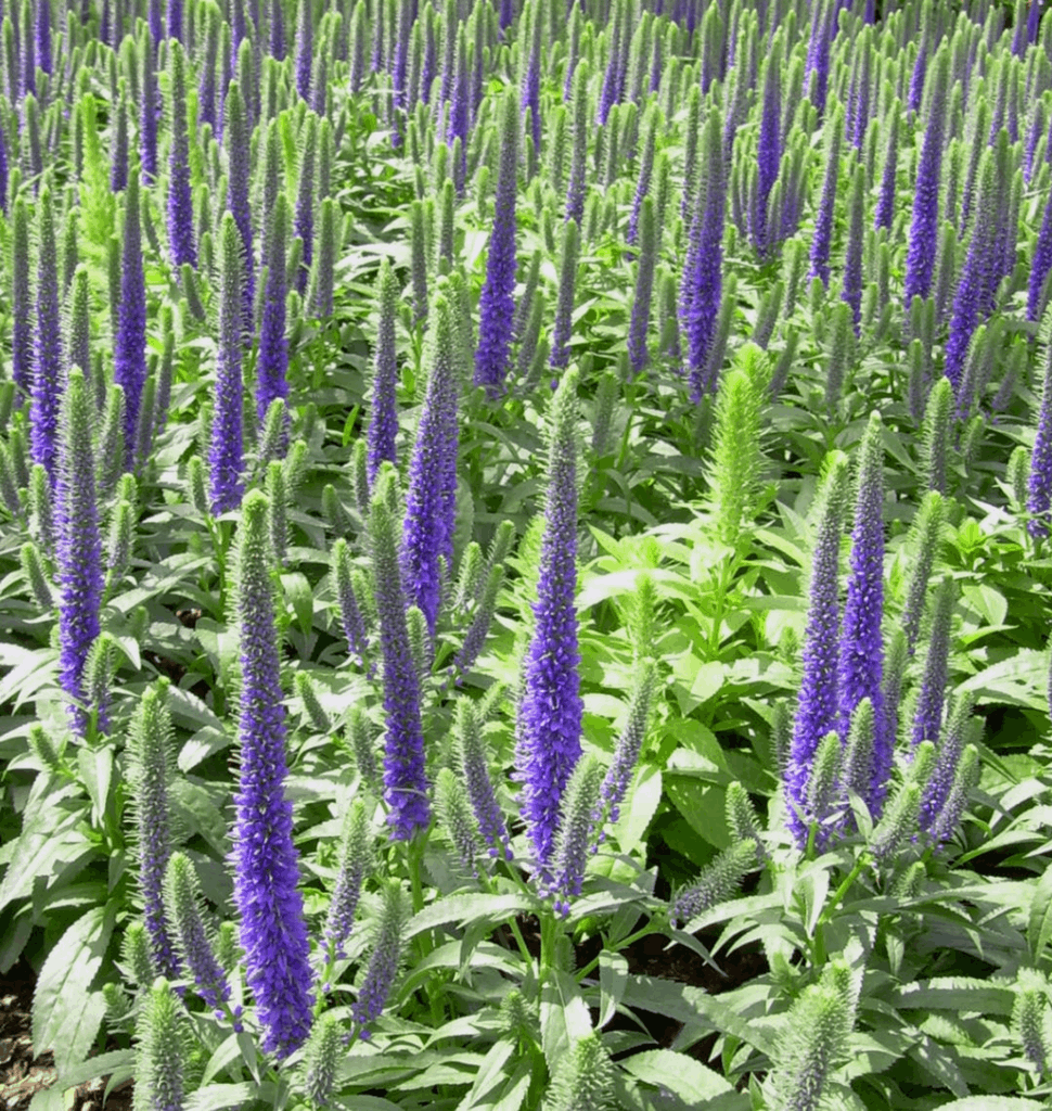 Veronica 'Royal Candles' - Image 2