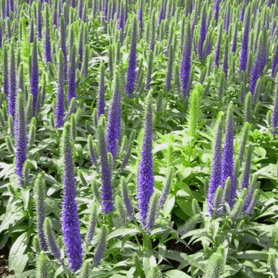 Veronica 'Royal Candles'