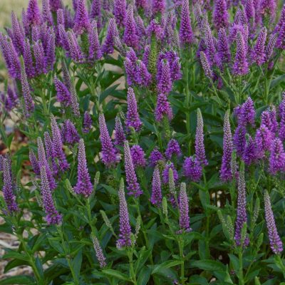 Veronica 'Very Van Gogh'