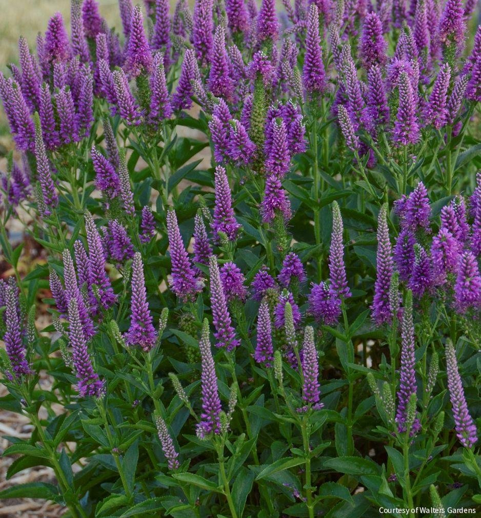 Veronica 'Very Van Gogh'