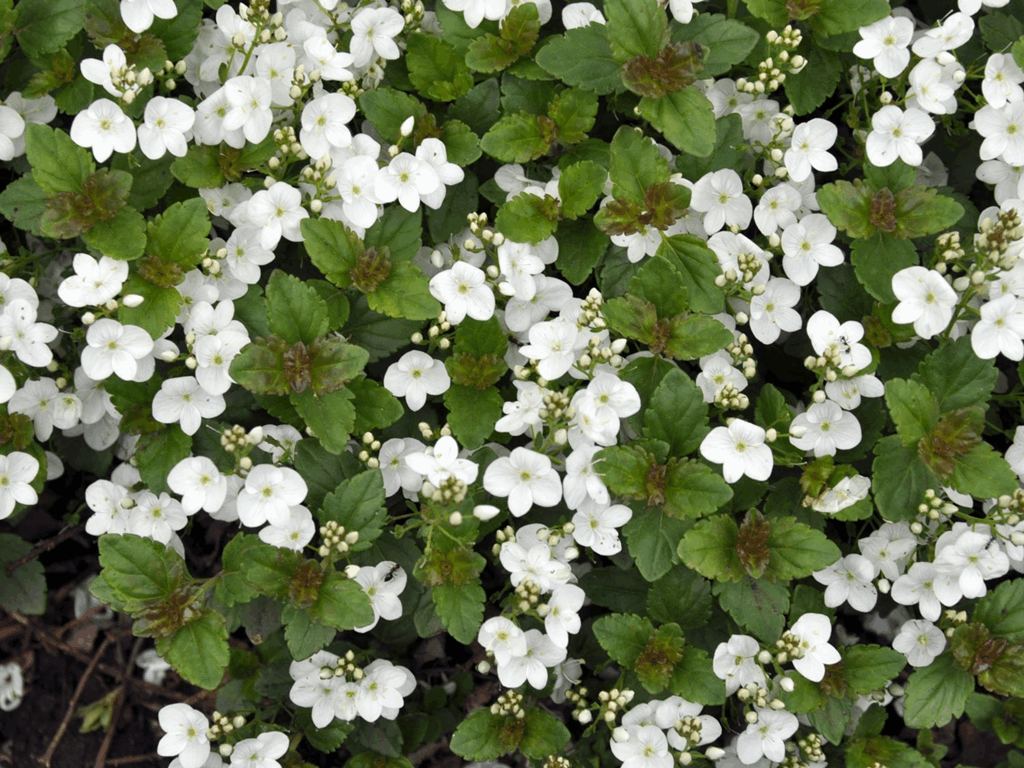 Veronica 'Whitewater' - Image 2