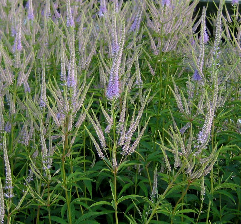 Veronicastrum v. 'Fascination' - Image 2