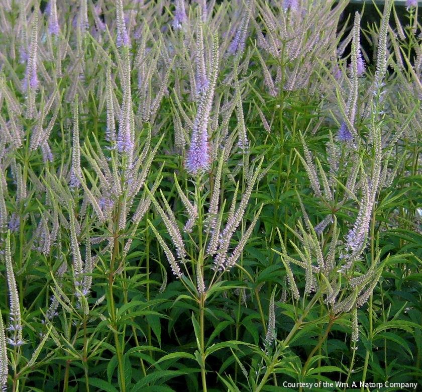Veronicastrum v. 'Fascination'