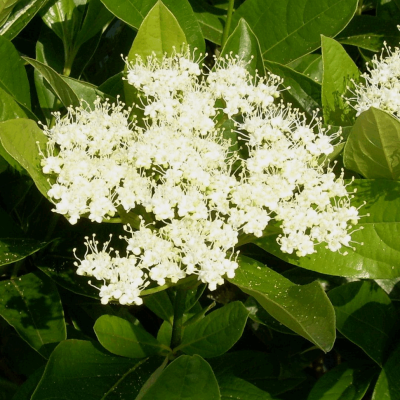 Viburnum n. 'Winterthur'