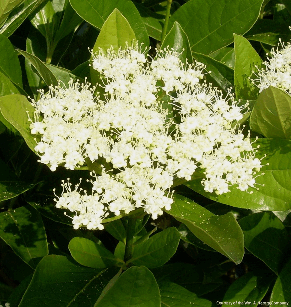 Viburnum n. 'Winterthur'