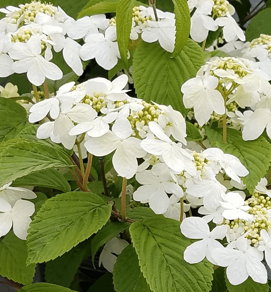 Viburnum p. t. 'Shasta' - Image 2