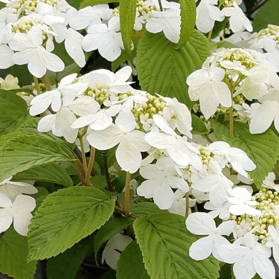 Viburnum p. t. 'Shasta'