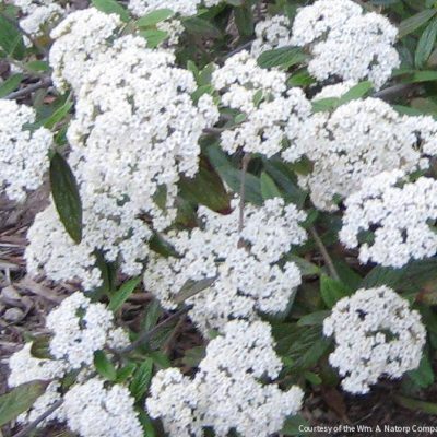 Viburnum x 'Pragense'