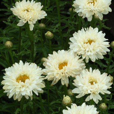 Victorian Secret Shasta Daisy (Leucanthemum 'Victorian Secret') - QT