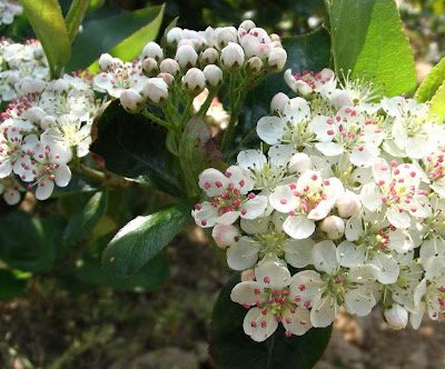 Viking Aronia / Black Chokeberry (Aronia melanocarpa 'Viking') - QT