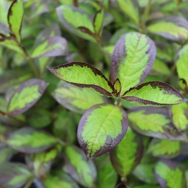 Vinho Verde® Weigela (Weigela florida 'Vinho Verde') - 3 gallon 15"