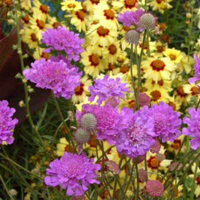 Violet Blue Pincushion Flower (Scabiosa vivid 'Vivid Violet') - QT