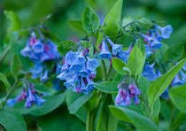 Virginia Bluebells (Mertensia virginica) - 1 gallon