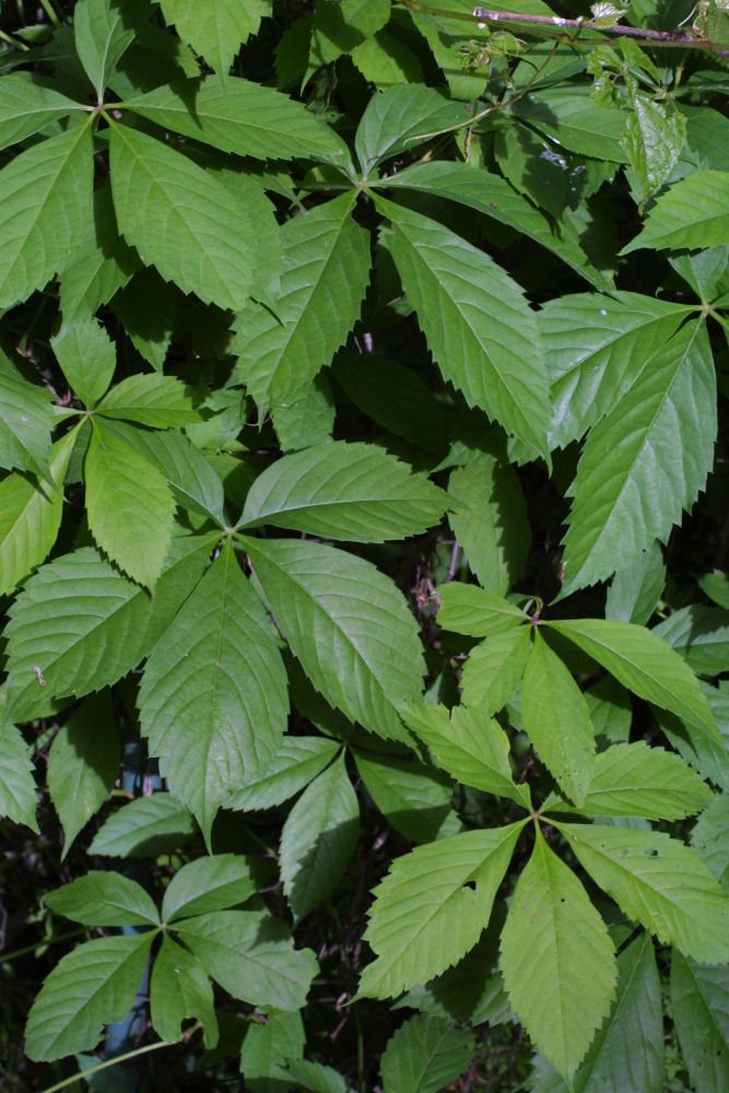 Virginia Creeper (Parthenocissus quinquefolia) - 2 gallon 12"