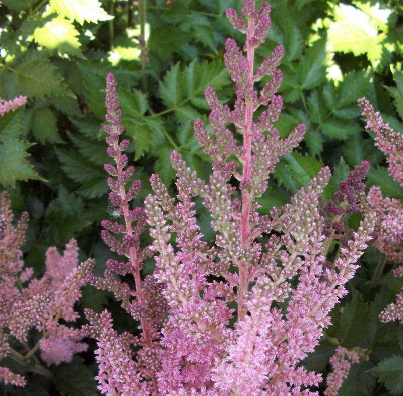 Vision In Pink Astilbe (Astilbe chinensis 'Visions in Pink') - QT
