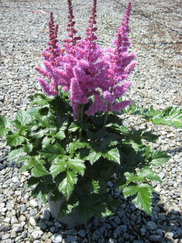 Vision In Purple Astilbe (Astilbe chinensis 'Visions in Purple') - QT
