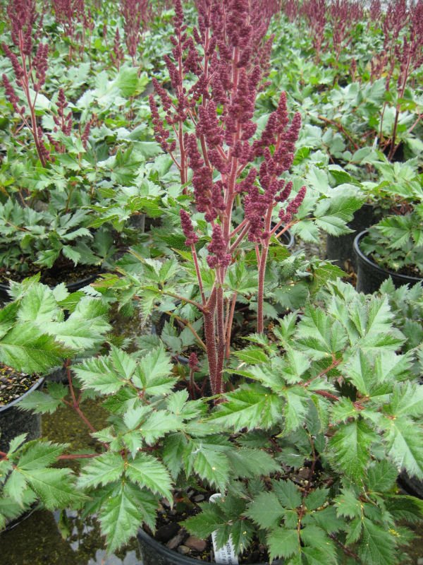 Vision In Red Astilbe (Astilbe chinensis 'Visions in Red') - 1 gallon