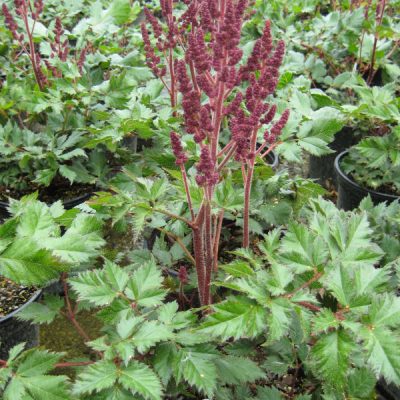 Vision In Red Astilbe (Astilbe chinensis 'Visions in Red') - 1 gallon
