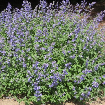Walker's Low Catmint (Nepeta faassenii 'Walker's Low') - QT