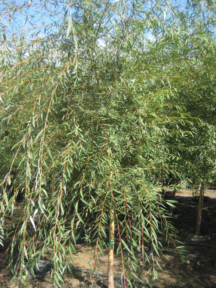 Weeping Golden Willow (Salix alba 'Tristis') - 1 gallon 24"