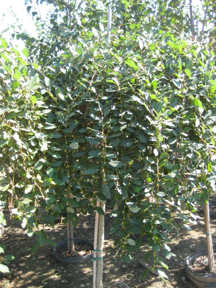 Weeping Pussy Willow (Salix caprea 'Pendula') - 3 gallon