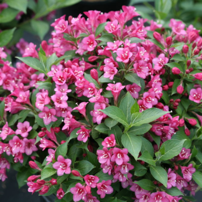 Weigela Snippet® Dark Pink (Weigela 'Snippet Dark Pink') - QT