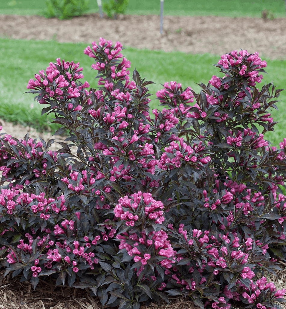 Weigela f. Spilled Wine® - Image 2