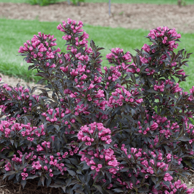 Weigela f. Spilled Wine®