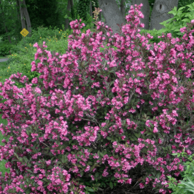 Weigela f. Wine & Roses®