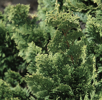 Wells Special Hinoki Cypress (Chamaecyparis obtusa 'Wells') - 3 gallon 18"