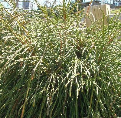 Whipcord Western Red Cedar (Thuja plicata 'Whipcord') - 2 gallon 10"