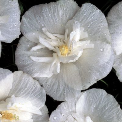 White Chiffon® Rose of Sharon (Hibiscus syriacus 'Notwoodtwo') - 1 gallon