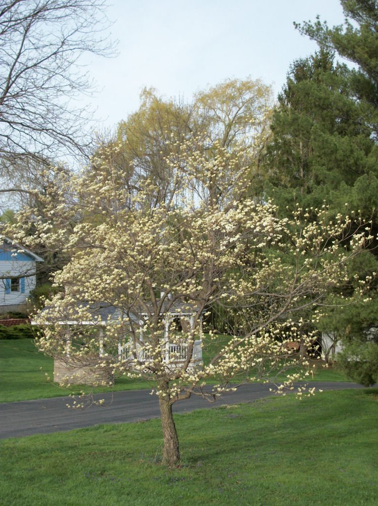 White Flowering Dogwood (Cornus florida) - 1 gallon 24" TREE