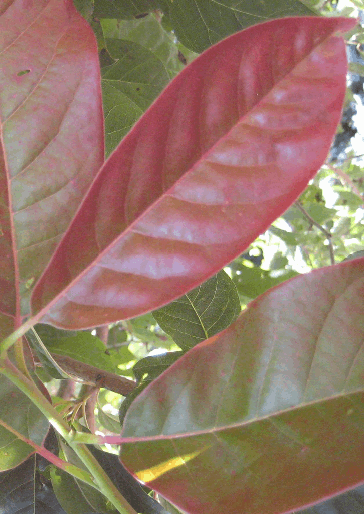 Wildfire Blackgum (Nyssa sylvatica 'Wildfire') - 3 gallon TREE
