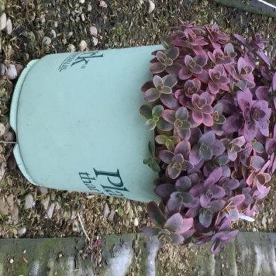 Wildfire Stonecrop (Sedum wildfire) - QT