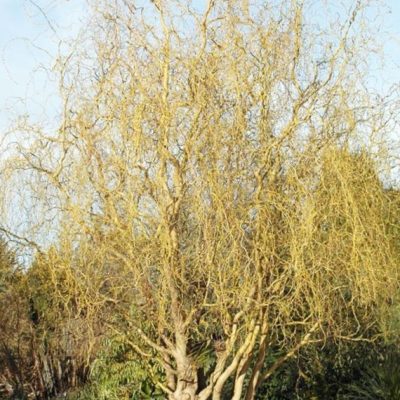 Willow ‘Golden Curls’ (Salix caprea 'Curly Locks') - 1 gallon 24"