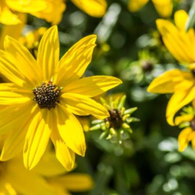 Willowleaf Sunflower (Helianthus 'Autumn Gold') - 1 gallon