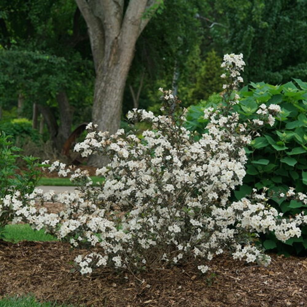 Wine & Spirits® Weigela (Weigela florida 'Wine and Spirits') - 1 gallon