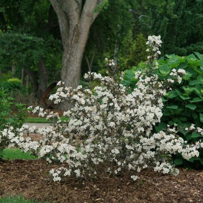 Wine & Spirits® Weigela (Weigela florida 'Wine and Spirits') - QT