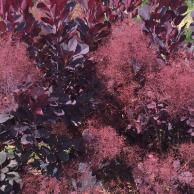 Winecraft Black® Smokebush (Cotinus coggygria 'Winecraft Black') - 3 gallon 18"