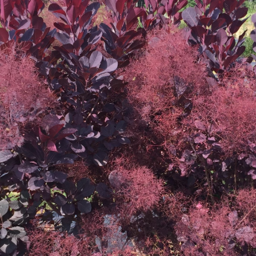 Winecraft Black® Smokebush (Cotinus coggygria 'Winecraft Black') - QT