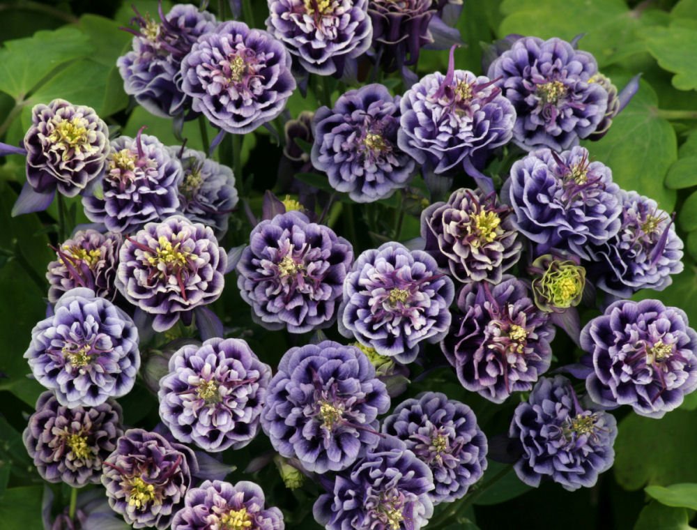Winky Double Blue & White Columbine (Aquilegia 'Winky Dbl Dark Blue & White') - 1 gallon