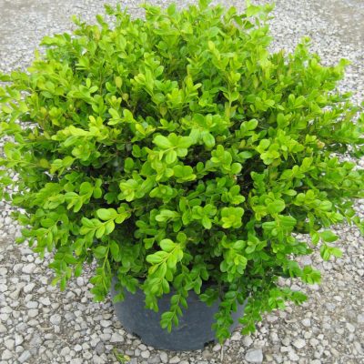 Winter Gem Boxwood (Buxus microphylla 'Winter Gem') - 1 gallon 8"