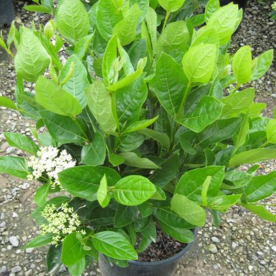 Winterthur Viburnum (Viburnum nudum 'Winterthur') - 2 gallon 10"